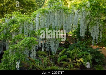 Magnifique Wisteria floribunda F. alba ‘hiro-noda’, wisteria japonaise blanche, Wisteria floribunda ‘hiro-naga’, Wisteria floribunda ‘longissima Alba’ Banque D'Images