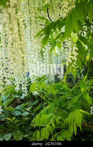 Magnifique Wisteria floribunda F. alba ‘hiro-noda’, wisteria japonaise blanche, Wisteria floribunda ‘hiro-naga’, Wisteria floribunda ‘longissima Alba’ Banque D'Images