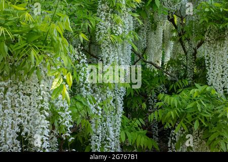 Magnifique Wisteria floribunda F. alba ‘hiro-noda’, wisteria japonaise blanche, Wisteria floribunda ‘hiro-naga’, Wisteria floribunda ‘longissima Alba’ Banque D'Images