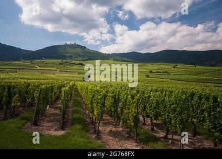 Des rangées de vignes dans un vignoble près d'Eguisheim le long de la route des vins d'Alsace. En arrière-plan, les tours des trois Exen ou trois châteaux, les ruines de trois châteaux médiévaux voisins. Banque D'Images