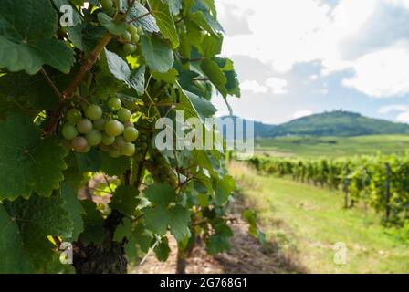 Des rangées de vignes dans un vignoble près d'Eguisheim le long de la route des vins d'Alsace. En arrière-plan, les tours des trois Exen ou trois châteaux, les ruines de trois châteaux médiévaux voisins. Banque D'Images