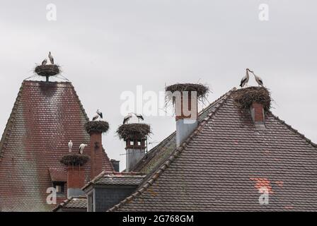 Plusieurs nids de cigognes sur un toit de l'hôtel de ville en Alsace. Ces oiseaux migrateurs sont une vue commune dans la vallée du Rhin supérieur. Banque D'Images