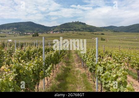 Des rangées de vignes dans un vignoble près d'Eguisheim le long de la route des vins d'Alsace. En arrière-plan, les tours des trois Exen ou trois châteaux, les ruines de trois châteaux médiévaux voisins. Banque D'Images