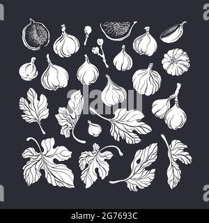 Ensemble de fruits à figer. Forme de botanique vectorielle. Collection de textures vintage. Illustration graphique de l'isolation. Mets exotiques sucrés, feuilles gravées. Ferme ha Illustration de Vecteur