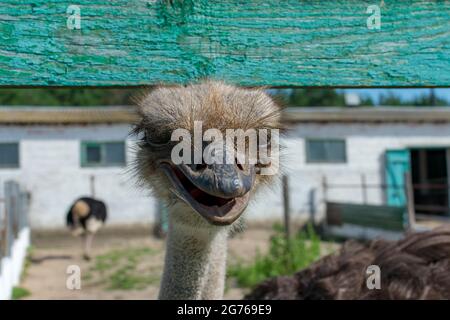 Gros plan de la tête d'autruche sur un fond flou d'une ferme d'autruche. Struthio camelus. Arrière-plan flou. Mise au point sélective. Banque D'Images