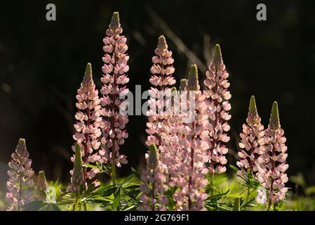 Les lupins sont rétroéclairés dans le parc provincial de la Gaspésie au Québec. Banque D'Images