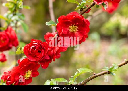 Chaenomeles 'Scarlet Storm', The Floraison Quince. Arbuste printanier à fleurs rouge écarlate. Capturé dans le Hampshire. Royaume-Uni. Banque D'Images