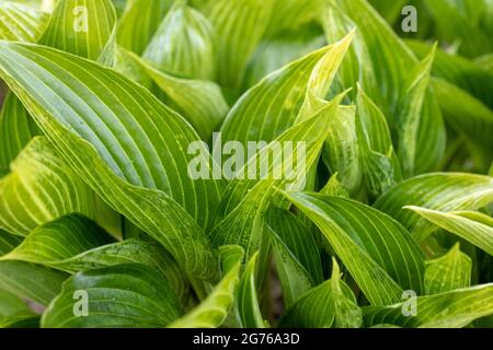 HostA 'Devon Green' magnifique feuillage vert glacous, photographié au printemps. Feuilles de hosta vert frais, Hillier, Royaume-Uni Banque D'Images