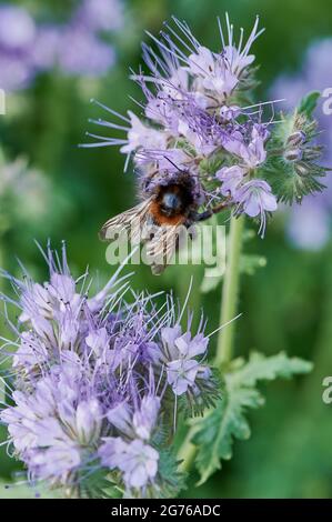 bumblebee sur une fleur violette de phacelia en été Banque D'Images