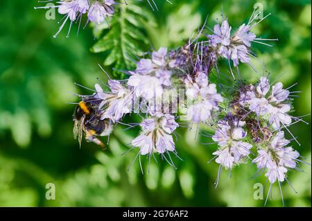 bumblebee sur une fleur violette de phacelia en été Banque D'Images