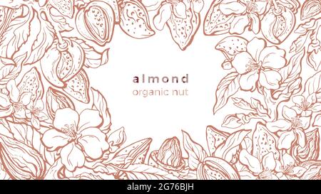 Modèle en amande. Esquisse vectorielle branche réaliste, feuille, fleur en fleur, gousse. Illustration dorée dessinée à la main sur fond blanc. Art vintage b Illustration de Vecteur