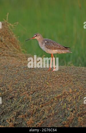 Hansté maculé (Tringa erythropus) adulte marchant sur une banque herbeuse en Thaïlande Février Banque D'Images