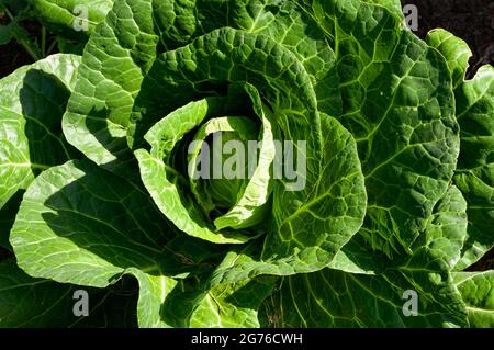 Plante verte de chou dans le jardin veg parcelle avec le coeur commence à se former. Banque D'Images