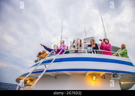 Touristes à bord de l'un des bateaux de croisière Dolphin sur une observation des baleines, Cape Cod, Massachusetts. Une femme a repéré une baleine. Banque D'Images