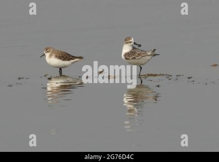 Sandpiper à bec de cuillère (Calidris pygmeus) adulte debout dans des eaux peu profondes préentant avec de la stint à col rouge (C.ruficollis) Thaïlande F Banque D'Images