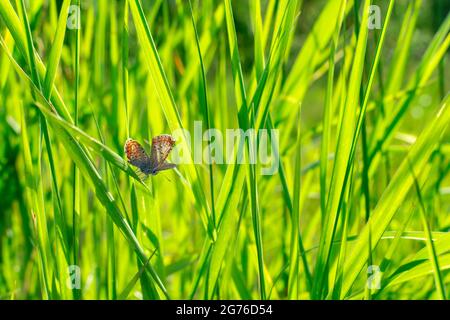 Papillon Plebejus argus repose et s'assoit sur l'herbe sur un fond vert flou dans les rayons du soleil couchant au coucher du soleil. Un petit papillon commun Banque D'Images