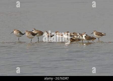 Sandpiper à bec de cuillère (Calidris pygmeus) adulte avec groupe mixte de waders, Sandpiper à courlis (C.ferruginea), stint à col rouge (C.ruficollis) Kentish P Banque D'Images