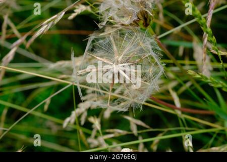 Détail d'un pappus (ou plus couramment une boule de soufflage ou une boule de purée) d'une barbe de chèvre (Tragopogon pratensis) dans un champ. Banque D'Images