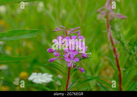 De jolies fleurs pourpres de rose d'une rosebay willowherb (Epilobium angustifolium) dans un champ. Banque D'Images