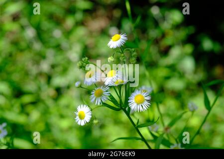 Délicates fleurs de Marguerite jaune et blanche (Erigeron annuus). Banque D'Images