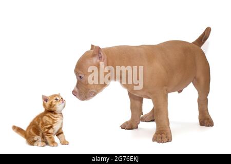 Le chiot de taureau américain et un chaton britannique sont isolés sur un fond blanc Banque D'Images