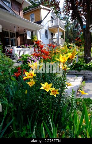 Jardin avant luxuriant plein de nénuphars orientaux - jaune et orange. Banque D'Images