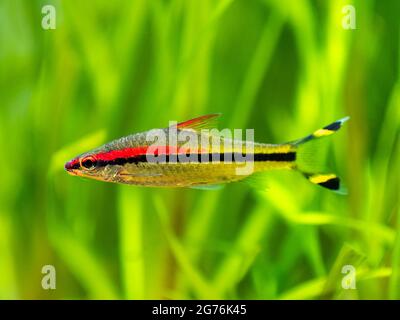 La barbe de Denison (Sahyadria denisonii) nageant sur un réservoir à poissons avec un fond flou Banque D'Images