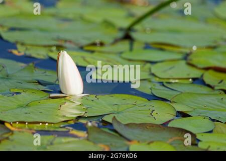 Le nénuphar blanc est sur le point de fleurir. Québec, Canada. Banque D'Images