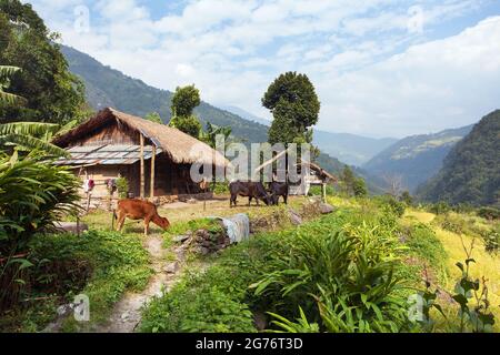 Belle maison au Népal, vallée de Khumbu, Solukhumbu, Népal Himalaya Banque D'Images