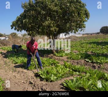 (210711) -- CHIBOMBO (ZAMBIE), 11 juillet 2021 (Xinhua) -- Patrick Daka, cultivateur de légumes, tend ses produits dans le district de Chibombo, dans le centre de la Zambie, le 5 juillet 2021. Pour la plupart des populations urbaines de Zambie, l'agriculture urbaine n'est pas un nouveau développement. Les citadins et les personnes périurbaines utilisent depuis longtemps des zones inoccupées pour la production agricole. Ce qui est probablement nouveau, c'est la commercialisation de la pratique. Il est devenu de plus en plus courant pour les individus et les communautés en Zambie d'être engagés dans une certaine forme d'activités agricoles pour assurer la sécurité alimentaire des ménages ainsi que l'enhan Banque D'Images