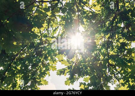 Fond naturel de feuilles de chêne vert. Soleil brillant à travers les feuilles de chêne Banque D'Images