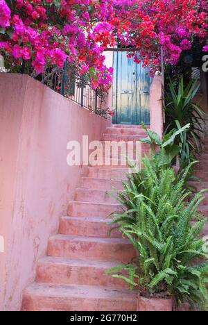 Escaliers roses avec fleurs de bouganvillea et fougères vertes menant à la porte bleue dans la vieille ville de Chania sur l'île grecque de Crète Banque D'Images