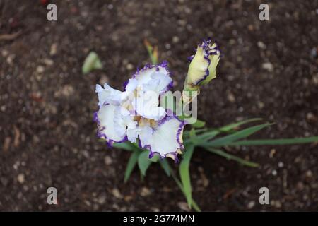 Vue aérienne d'une fleur et d'un bourgeon d'iris pourpre, blanc et jaune qui poussent dans la terre du Wisconsin Banque D'Images