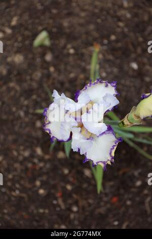 Vue aérienne d'une fleur et d'un bourgeon d'iris pourpre, blanc et jaune qui poussent dans la terre du Wisconsin Banque D'Images