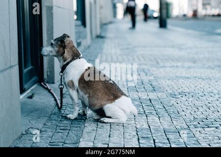 Un chiot triste a été écrasé devant une porte, debout sur le terrain pavé en attendant son propriétaire Banque D'Images