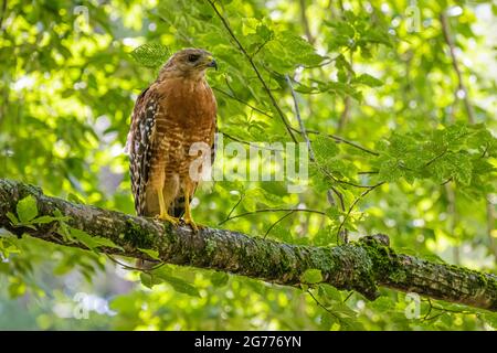 Majestueux faucon à épaules rouges (Buteo lineatus) perché sur une branche d'arbre dans les montagnes de Géorgie du Nord. (ÉTATS-UNIS) Banque D'Images