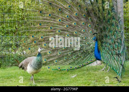 Vue sur deux oiseaux Pavo bleus et verts, dont un avec une queue à motif bleu ouvert sur l'herbe Banque D'Images