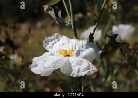 California Tree Poppy - prendre un peu de soleil dans le désert Banque D'Images