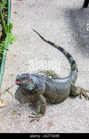 L'iguane verte, également connue sous le nom d'iguane américaine, est une grande espèce arboricole, surtout herbiveuse du genre Iguana. Banque D'Images