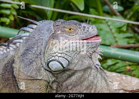 L'iguane verte, également connue sous le nom d'iguane américaine, est une grande espèce arboricole, surtout herbiveuse du genre Iguana. Banque D'Images