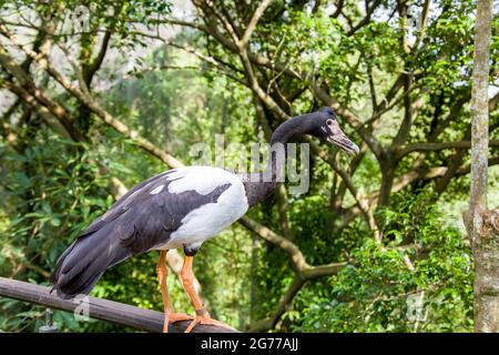 L'oie magpie (Anseranas semipalmata) est la seule espèce vivante représentative de la famille des Anseranatidae. Banque D'Images