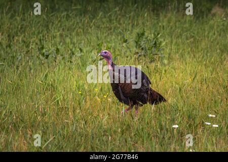 Tom la Turquie dans le nord du Wisconsin. Banque D'Images