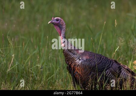 Tom la Turquie dans le nord du Wisconsin. Banque D'Images