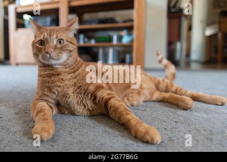 Chat tabby nu d'orange reposant à la maison sur un tapis avec des pattes de fourrure étirées devant son corps. Banque D'Images