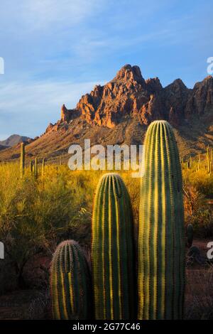 Monument national de la forêt d'Ironwood AZ / MAR le premier feu gris un trio de jeunes cactus saguaro en dessous de Ragged Top à l'extrémité nord du ranch Silverbell Banque D'Images