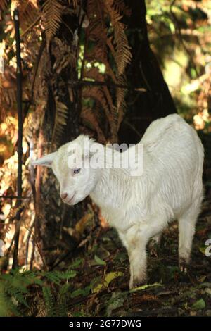 Chèvre sauvage juvénile (Capra hircus) dans le Bush néo-zélandais Banque D'Images