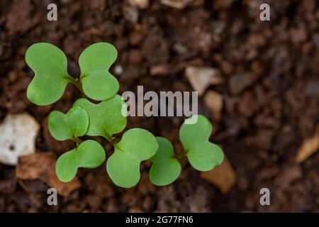 Germe de Brassica rapa (Groupe Chinensis) provenant du sol. Banque D'Images