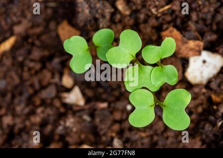 Germe de Brassica rapa (Groupe Chinensis) provenant du sol. Banque D'Images