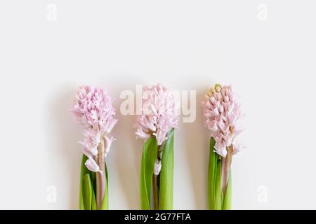 Trois fleurs en jacinthe sur fond blanc avec espace de copie pour le texte. Joyeuses Pâques. Banque D'Images