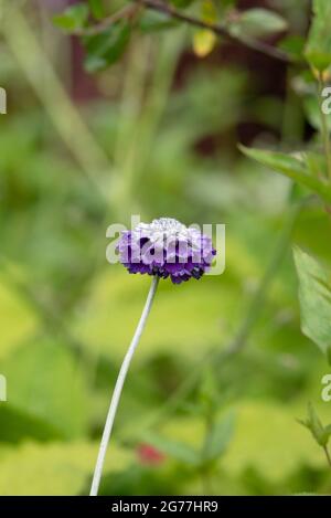 Primula Capitata. Primrose himalayenne à tête ronde Banque D'Images